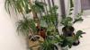 Various plants for sale