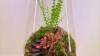 Mini Forest Terrarium – Handmade Glass Garden