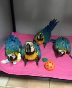 AED 600, Fully Tame Blue And Gold Macaws Chicks For Sale